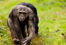 © ZSL Whipsnade Zoo