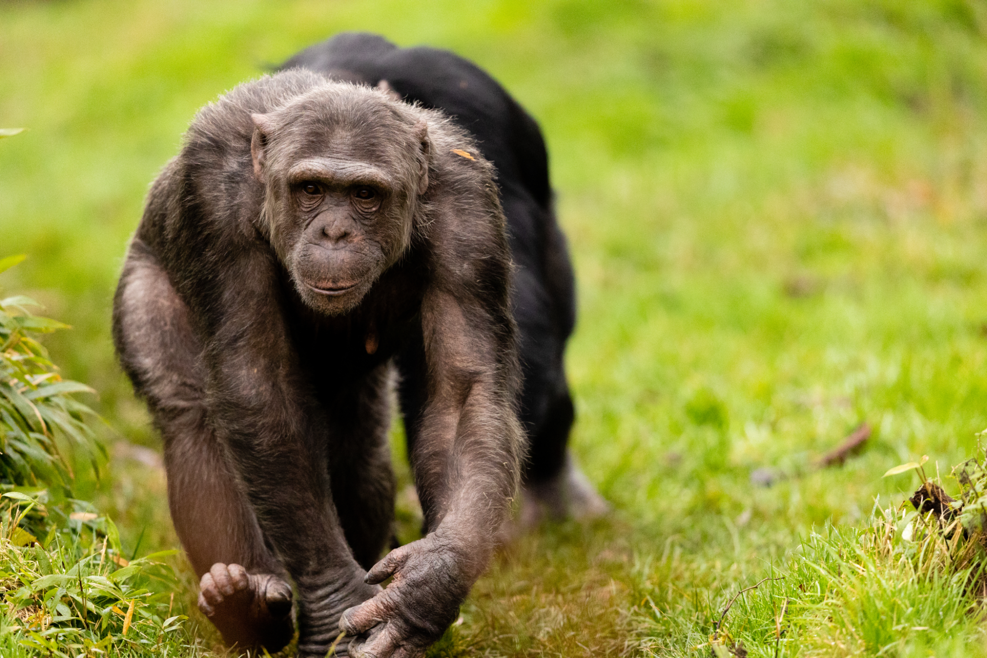 © ZSL Whipsnade Zoo